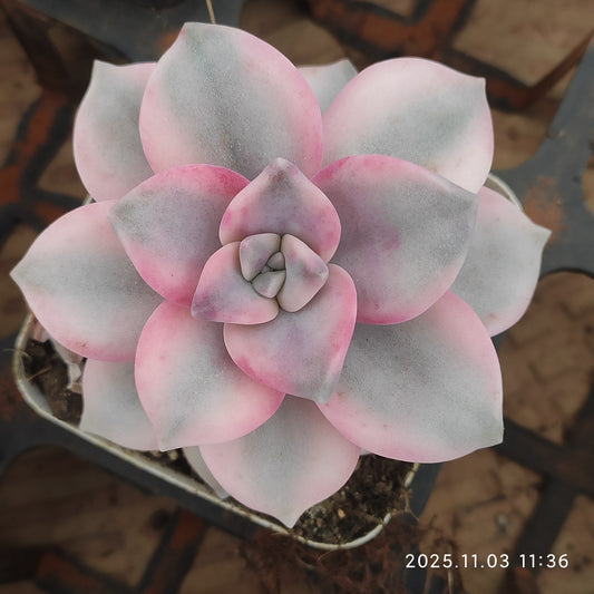 22327 スノーホワイト錦（7cm pot）