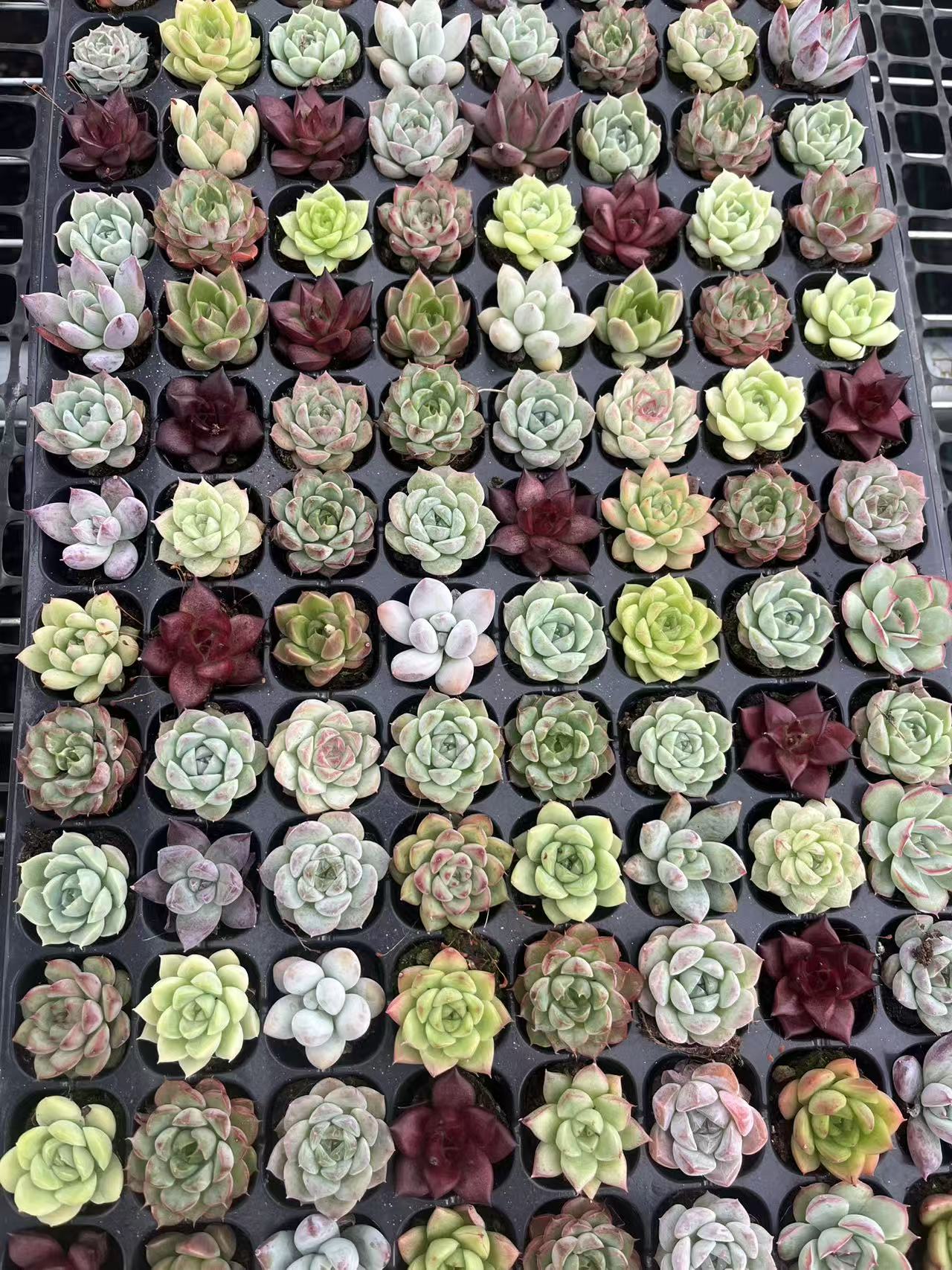 プラグトレー ミックス苗（セール商品） – Top Succulent®