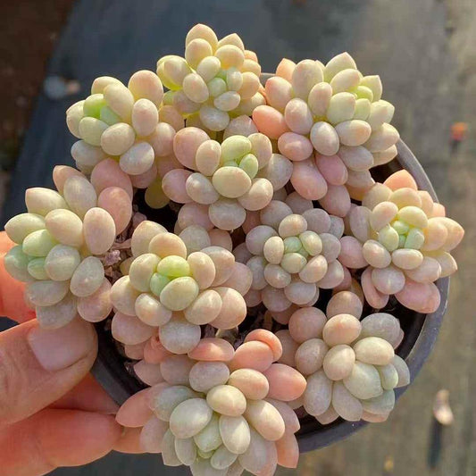 23547 キャビア（9cm pot）