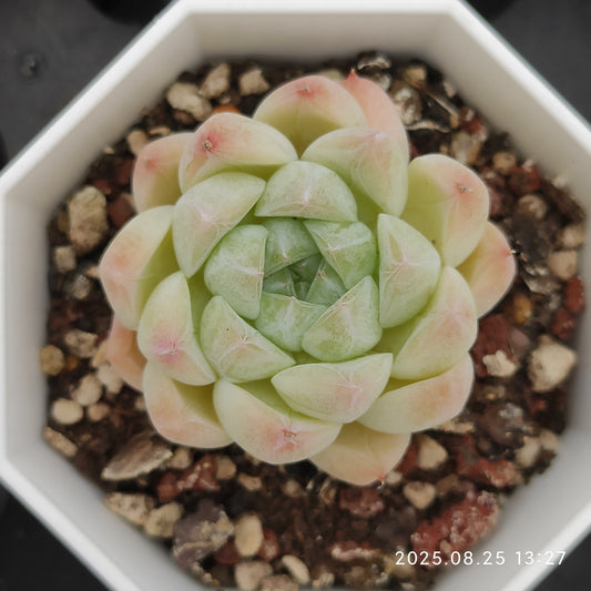 WWA210 グラシア (7cm pot)
