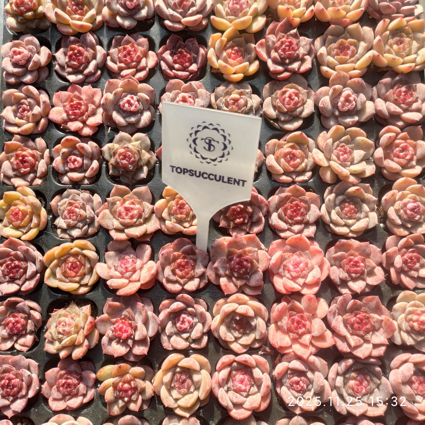 220551 スピリット フェアリー（3cm pot）（ポット苗）