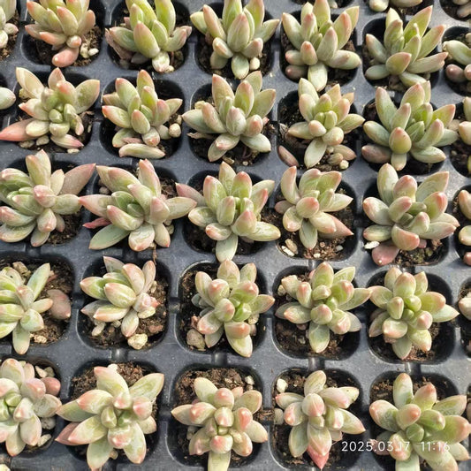 XS988 クリスタル クラブクローズ （3cm pot）