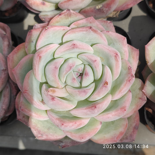 NGN571 モンローHyb （7cm pot）