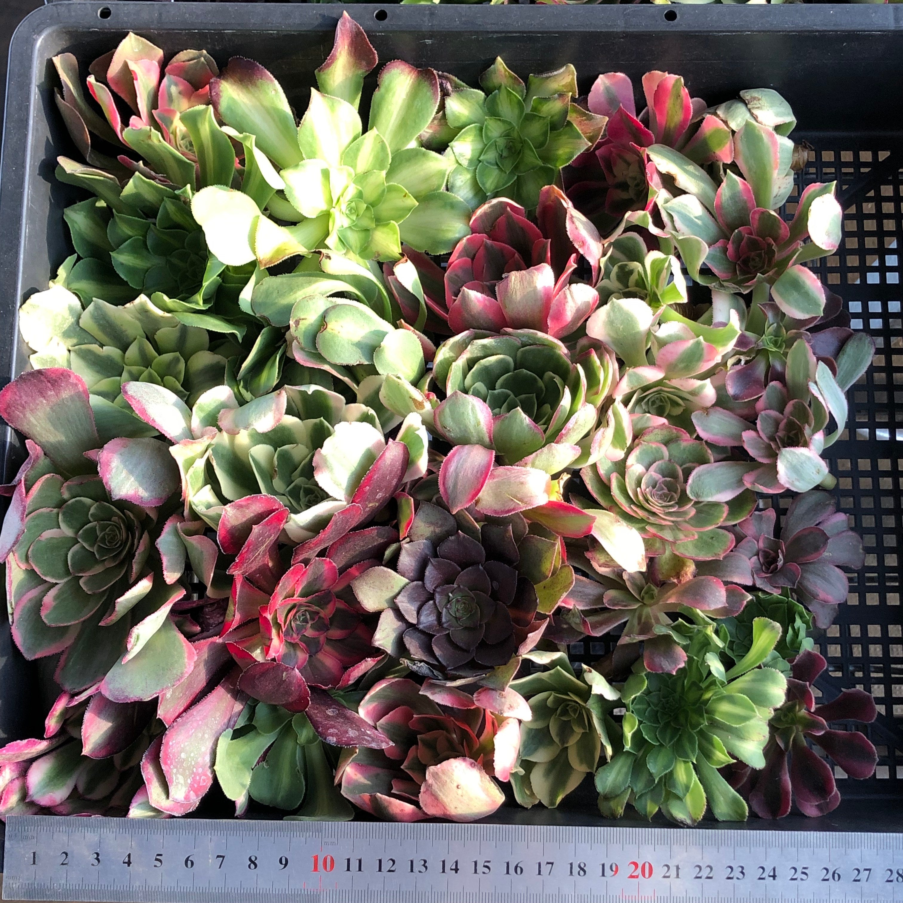 アエオニウム （カット苗）ミックス苗 – Top Succulent®