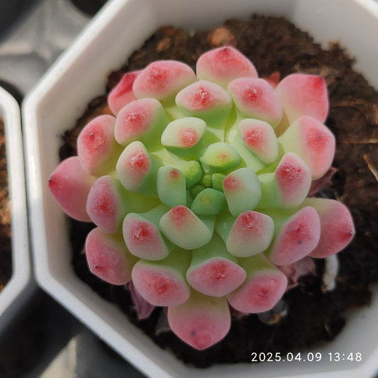 YBB199 ブルーエルフ（7cm pot）