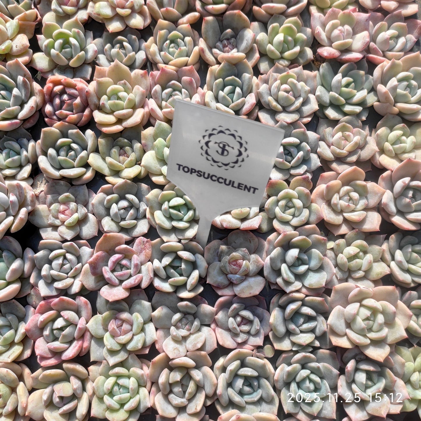 21746 モンローhyb（3cm pot）（ポット苗）