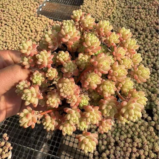 BL2024 レッドベリー Hyb（9cm pot）