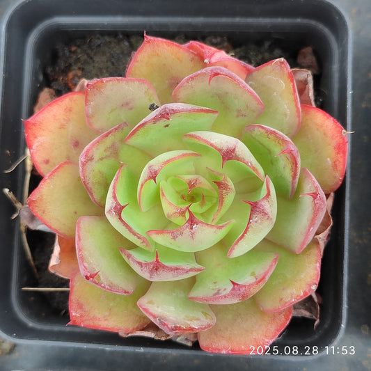 YBB081 ヤンジン（6.5cm pot）