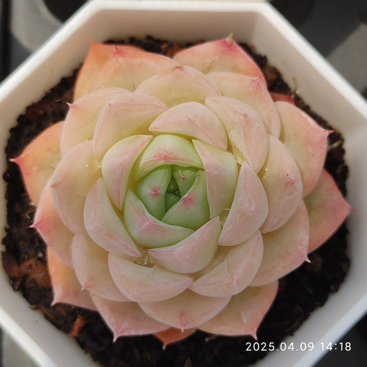 YBB023 ピンククリスタルローズ（50cm pot）