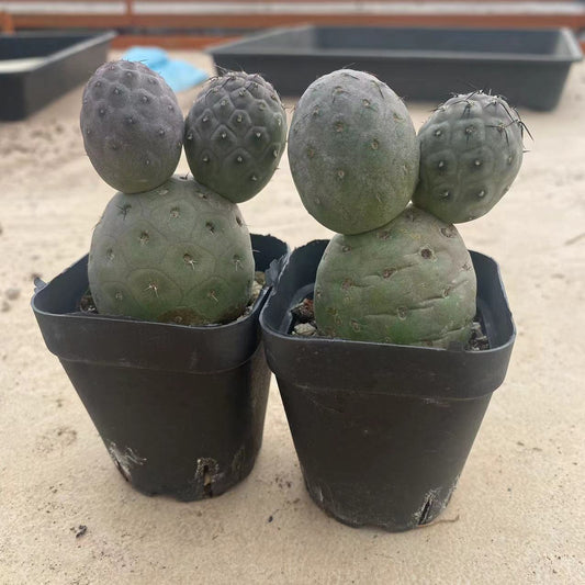 ZL231 テフロカクタス・ゲオメトリクス (7cm pot)