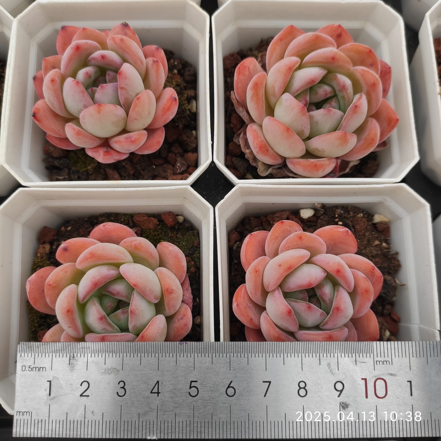 LMM167 スターマーク(6.5cm pot)