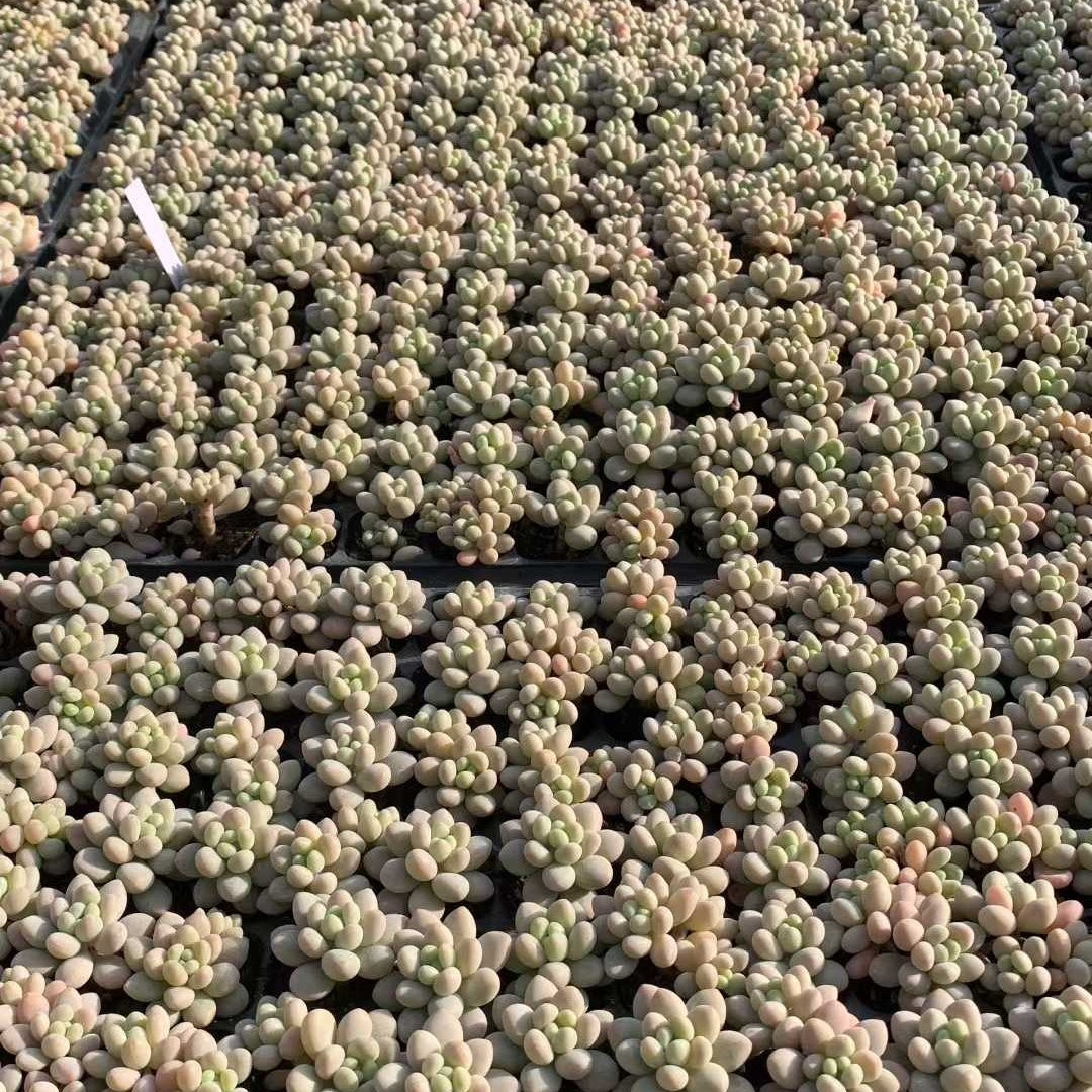 25731 オベフェルム ジェニーHyb