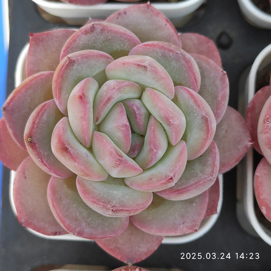 MMY154 ストロベリーアーモンド （5.5cm pot）