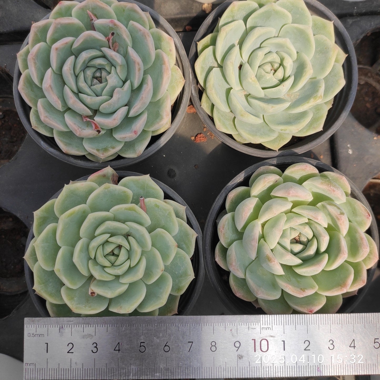 NGN681 ワイト　クィーン （9cm pot）