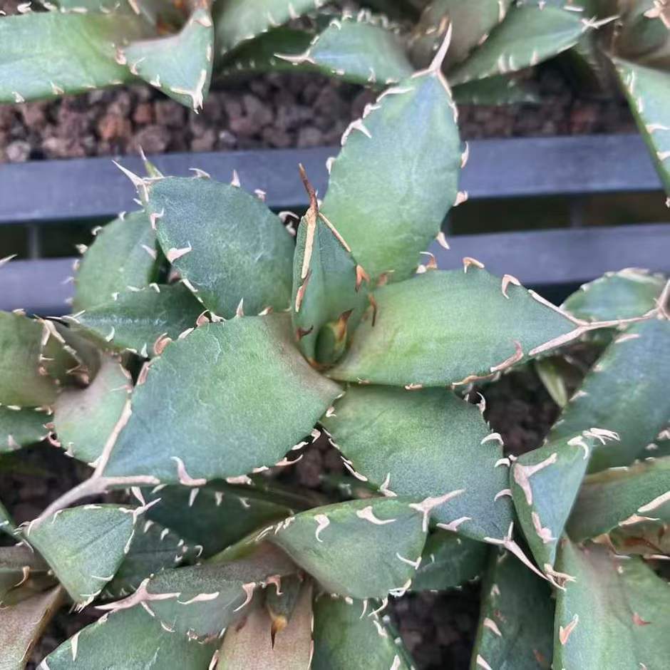 21434 アガベ チタノタ 三叉戟