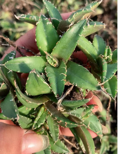 50228 アガベ　チタノタ　シーザー