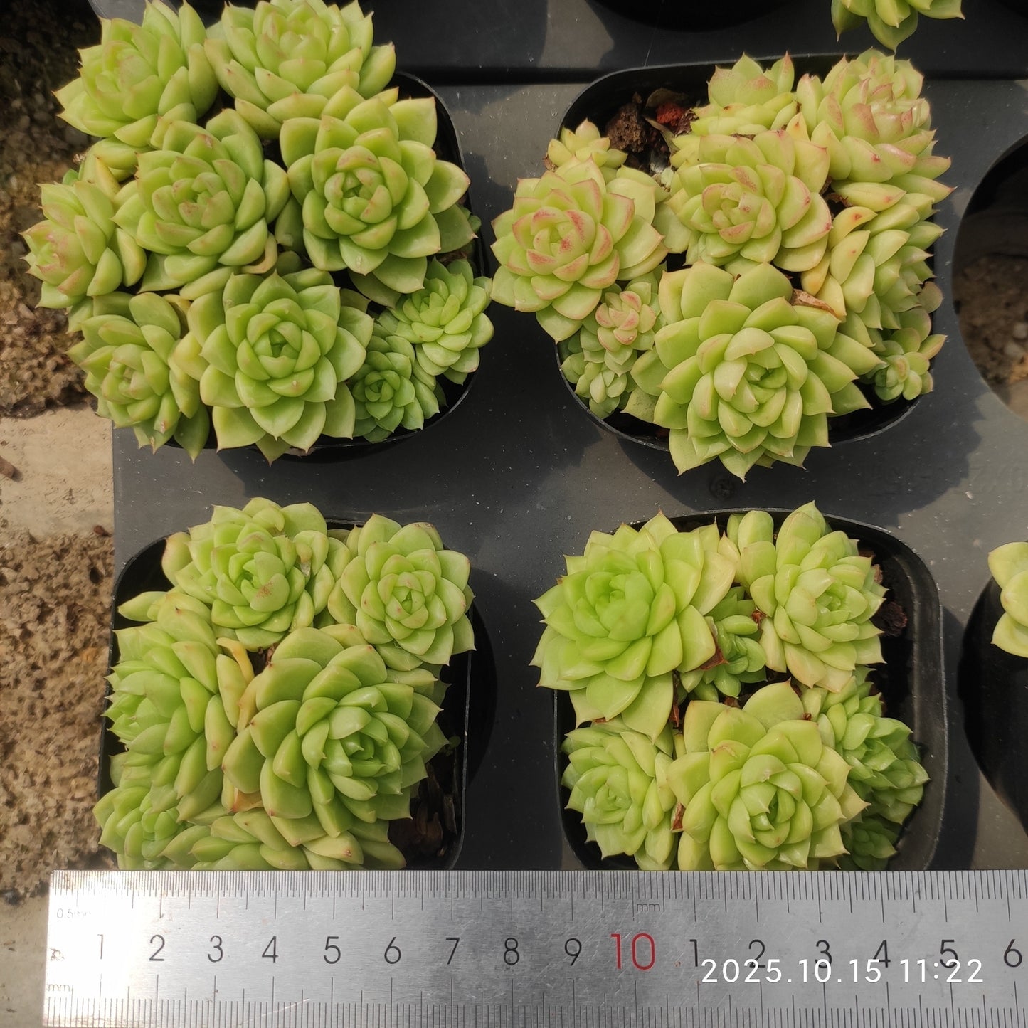 19947 新品種　クイーンローズHyb（7cm pot）