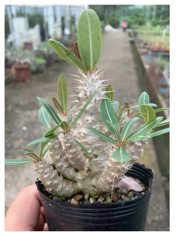 FGY028 パキポディウム ロサラタム サブスプ ロサラタム (5cm pot)葉がなし