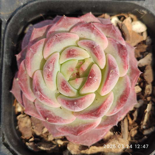 MMY1133 アリエル x モンロー （6.3cm pot）