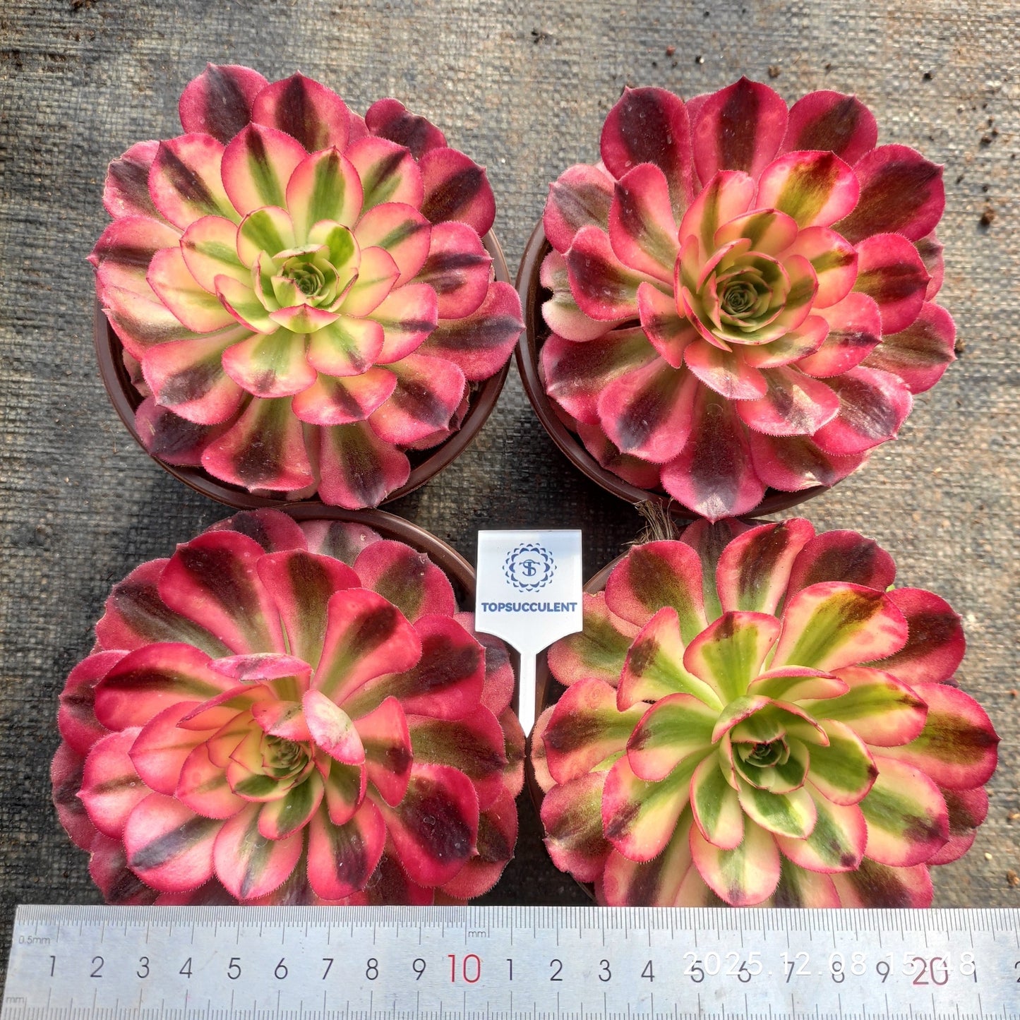 23330 クラウド・ロータス（18cm pot）