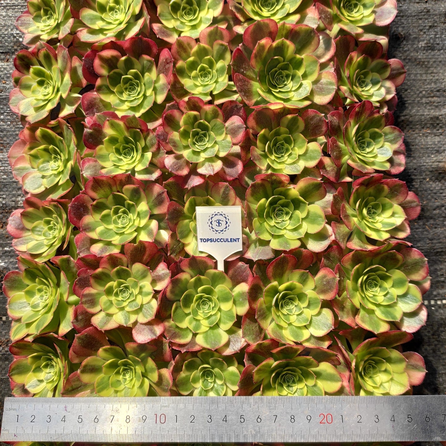 24618 アエオニウム ウォーター　ムーン