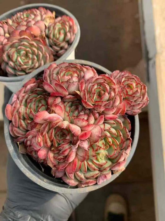 26541 ドリームローズ