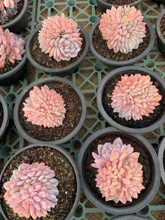 262671 オレンジモンロー綴化