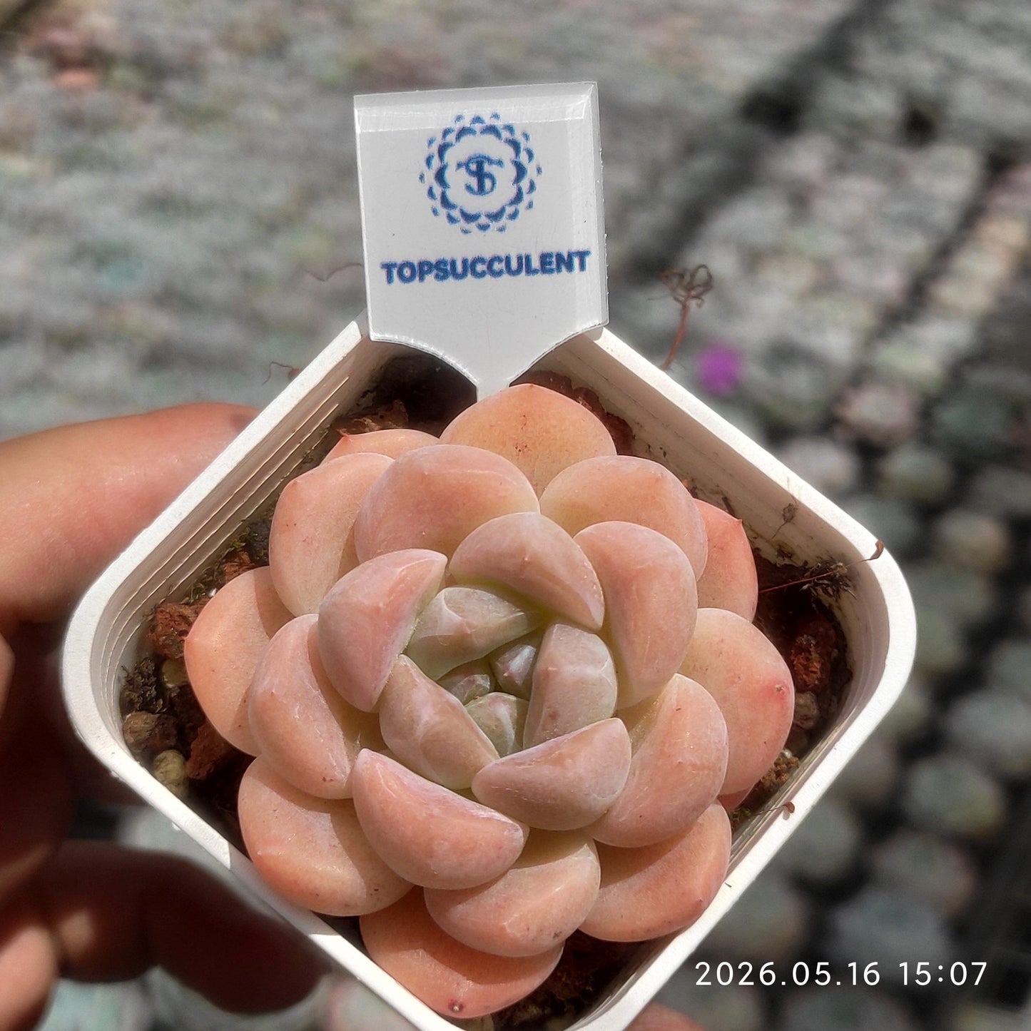 362374 コーラル ウィスパー