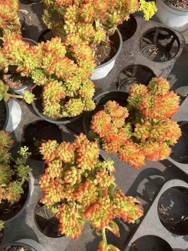 263071 アリス　エブンズ綴化