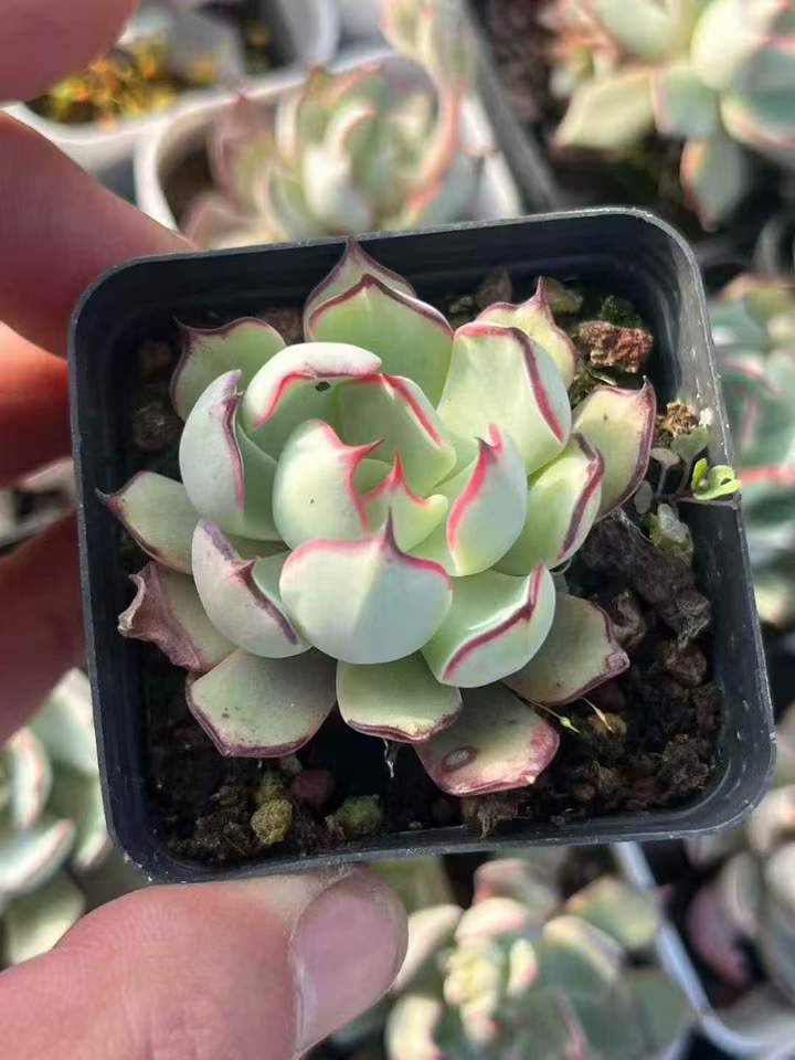 263811 ストリクトフローラ ノヴァ