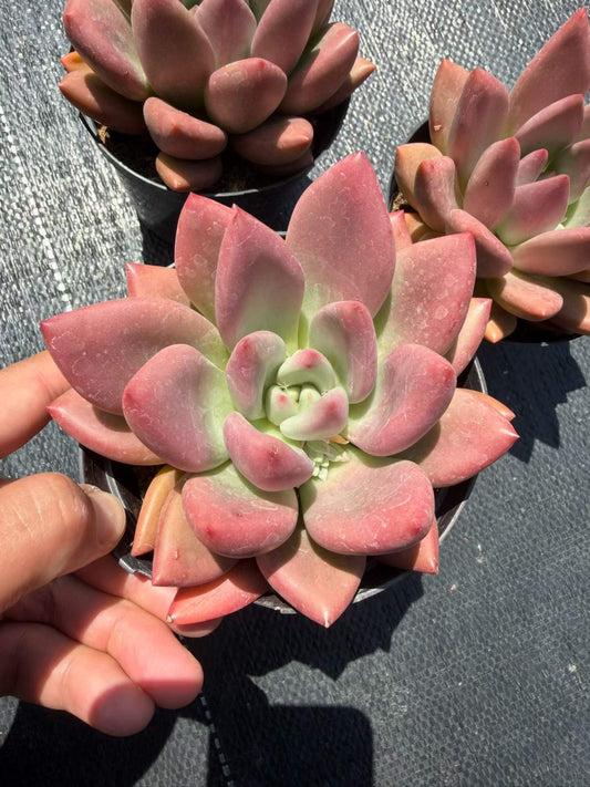 362056 ルビードナ