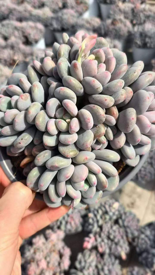 26562 スイートスノー