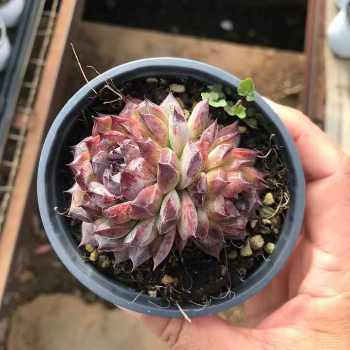 T26471 ミッドナイトダイヤモンド