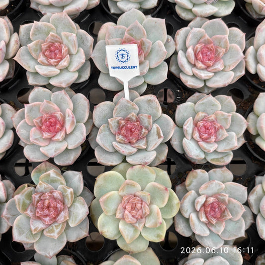 361512 ピンク バレエ