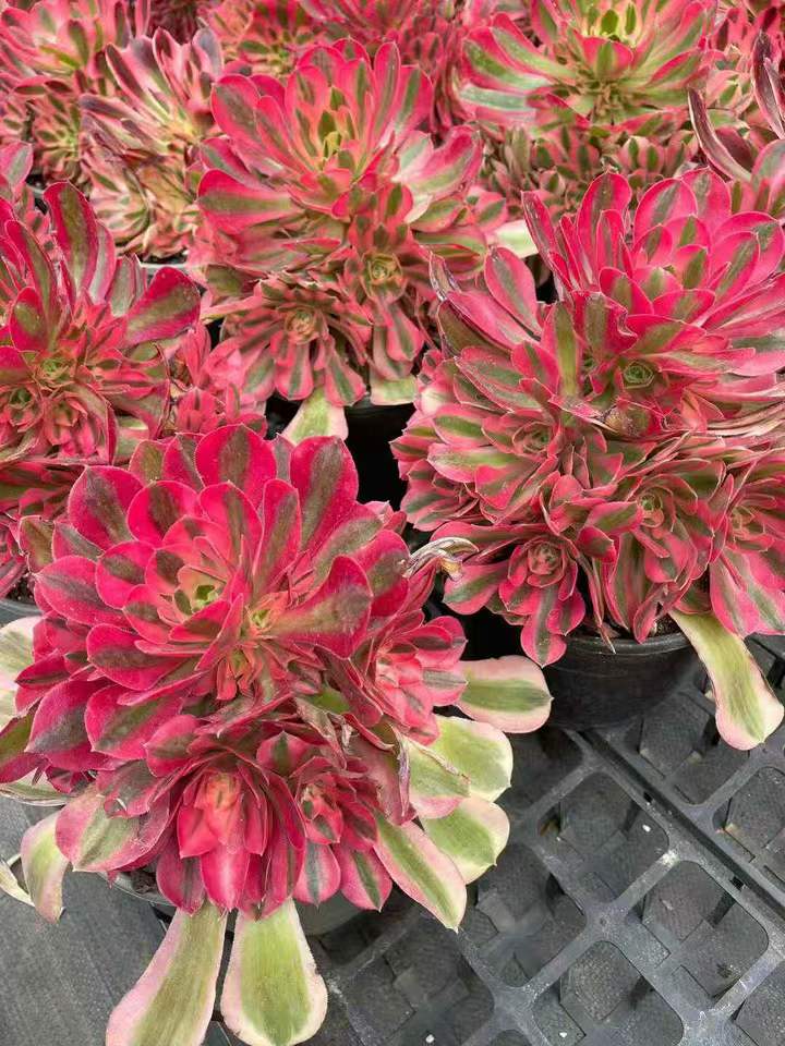 26552 アエオニウム　ウィッチ