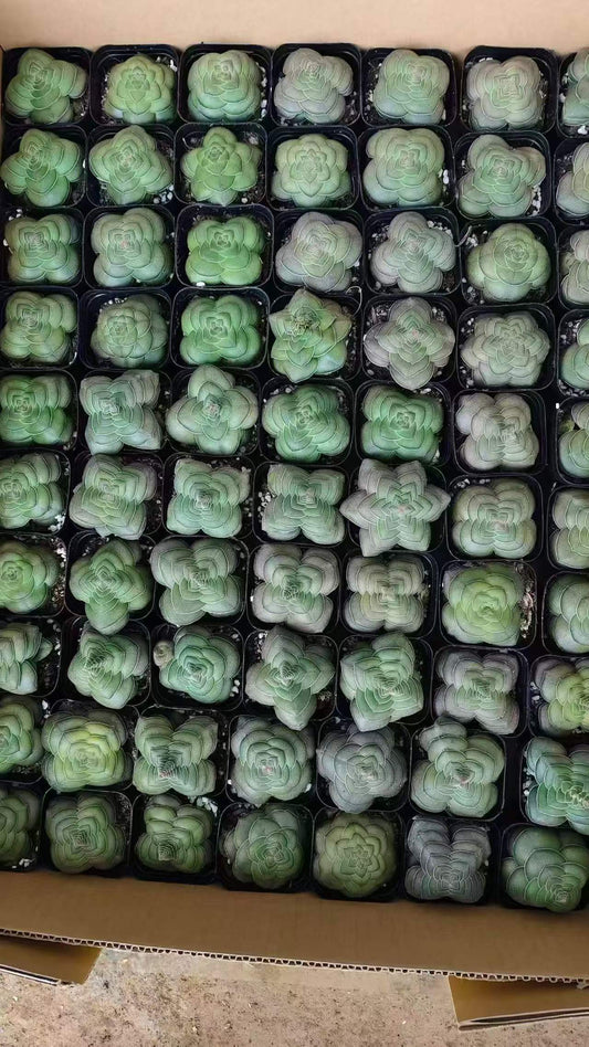 264877 ヘミスファーアリカー