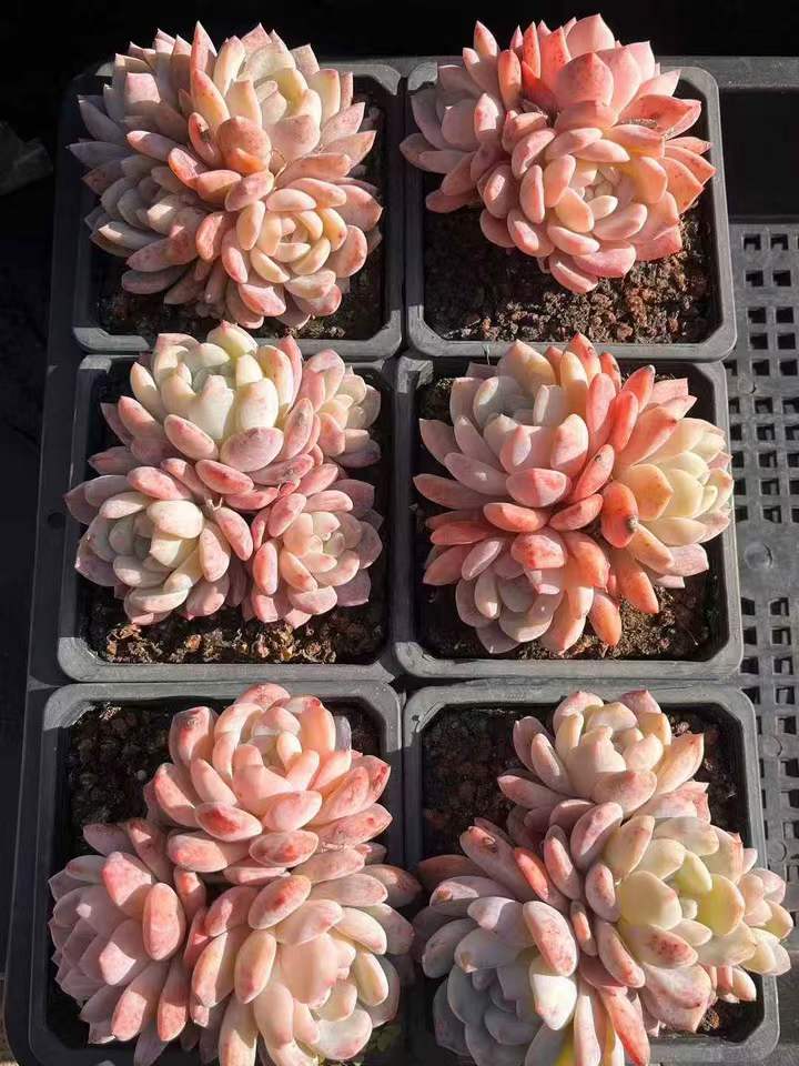 262901 オレンジモンロー