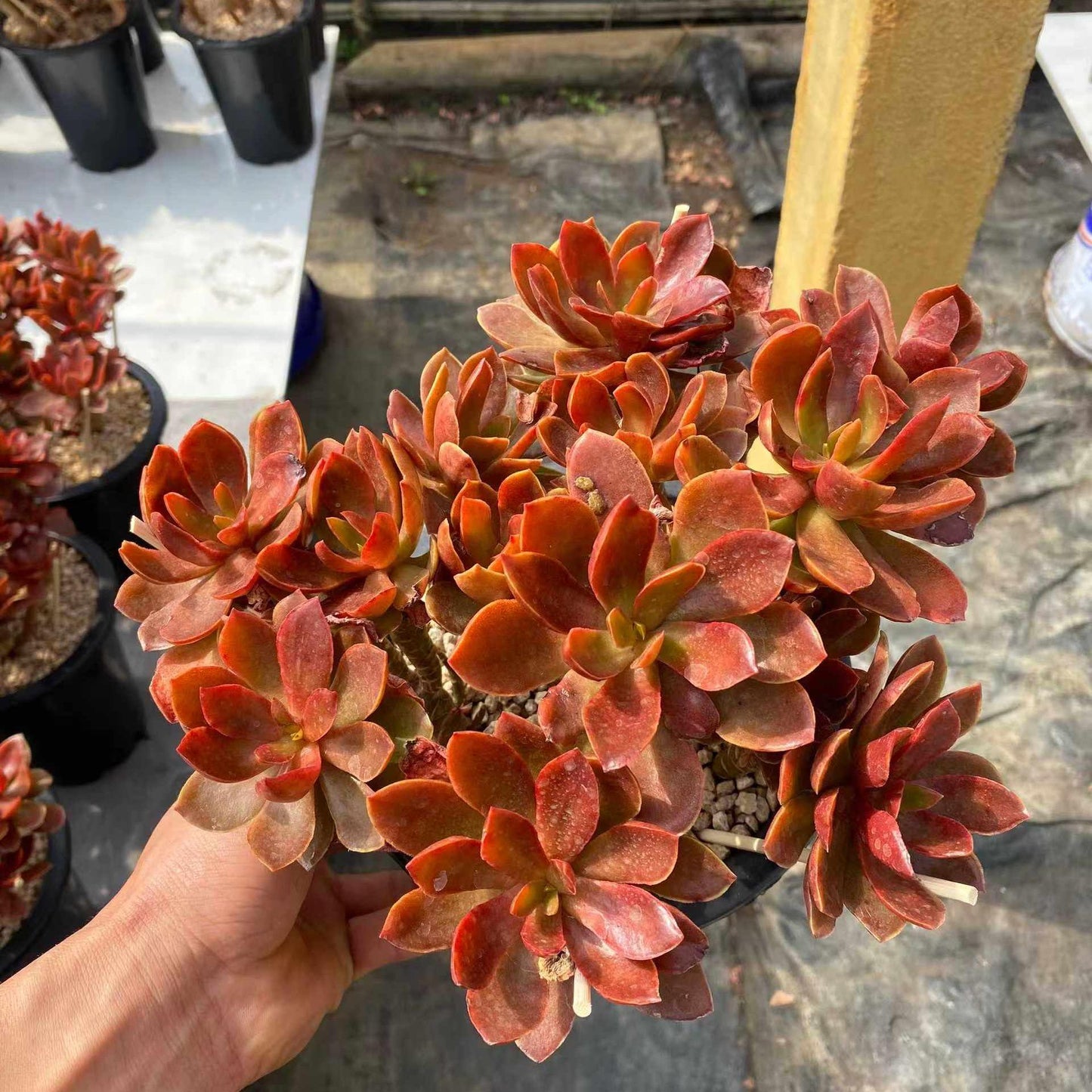 360039 キャンディー