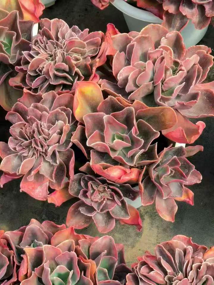 263451 レッドグラス