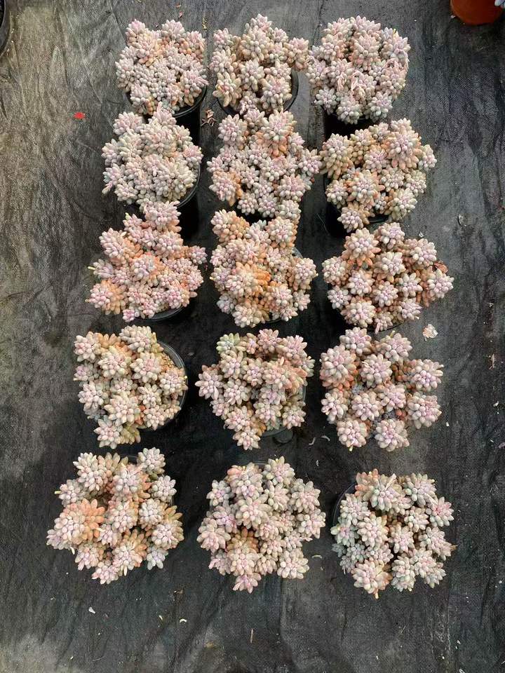 262501 ベビーフィンガー