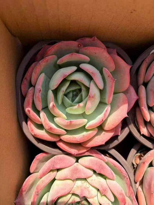 263231 スウィーツプリンセス