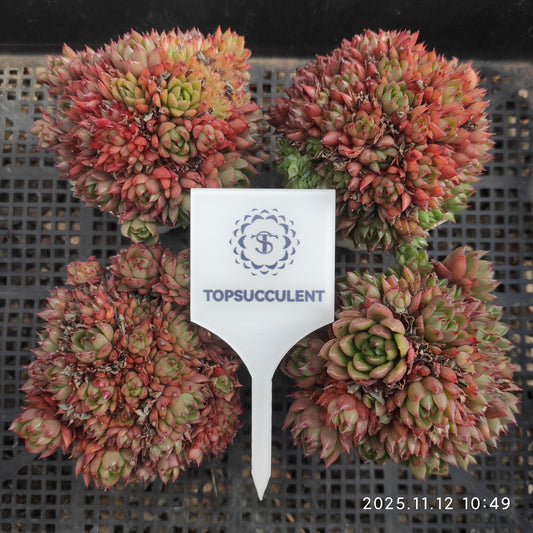 16388  レッドワインピーチ（7cm pot）