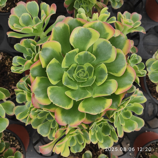 THH024 テスラー（15cm pot）