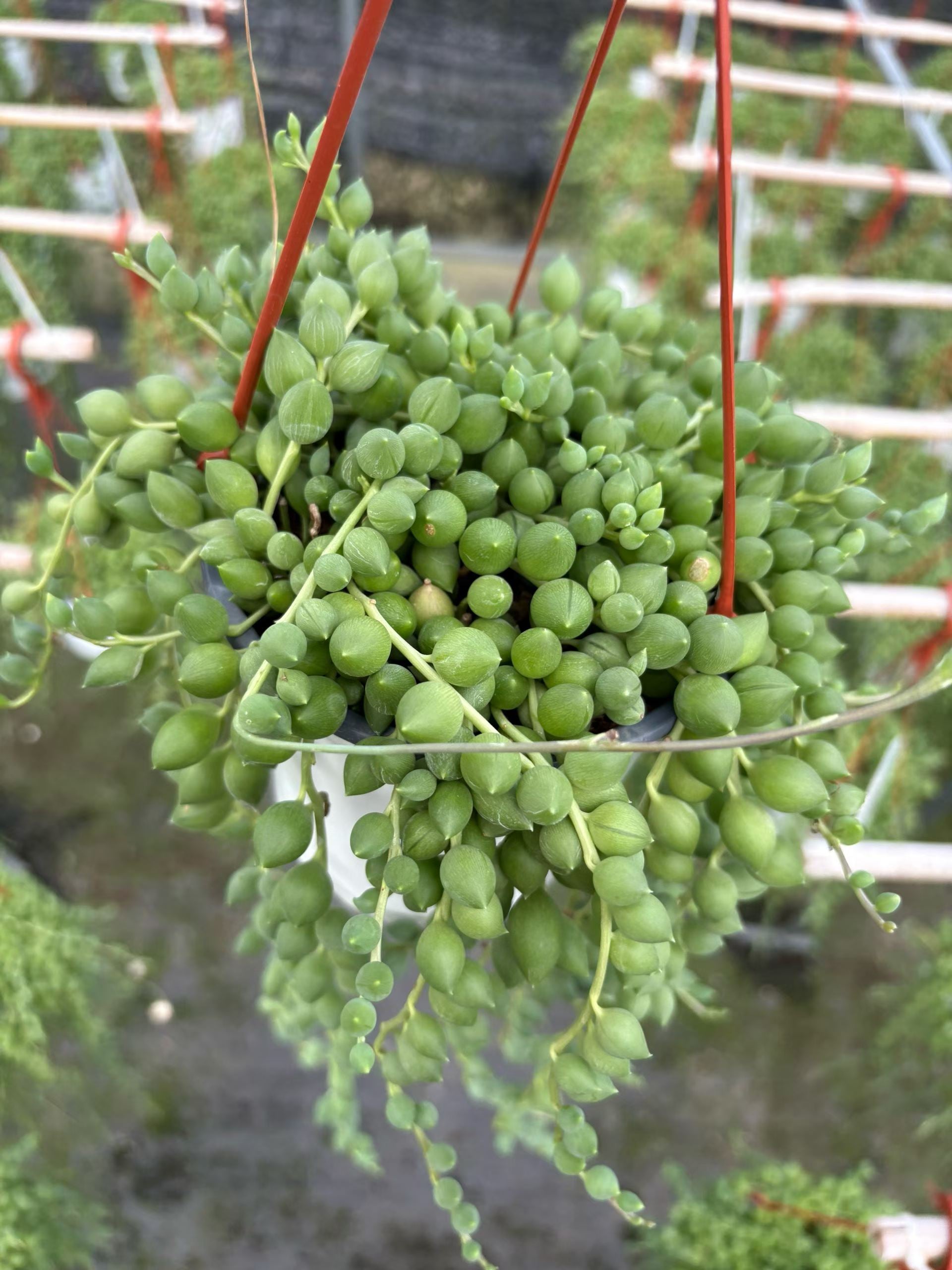 セネシオ – Top Succulent®