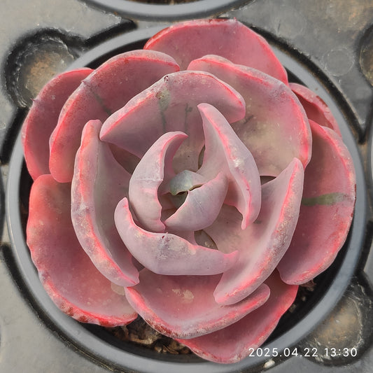 MMY561 ハートディライト錦(9cm pot)