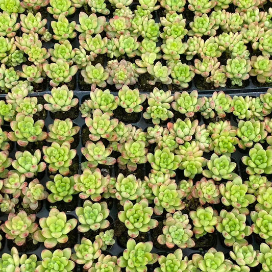 23214 シャングリラ（3cm pot）