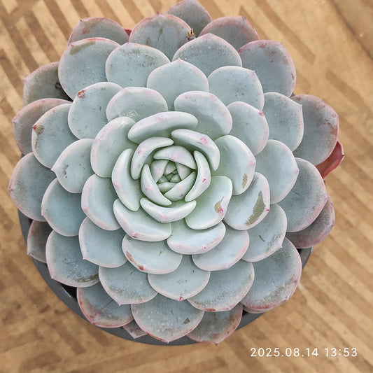 ZX204 ビゴニア（9cm pot）