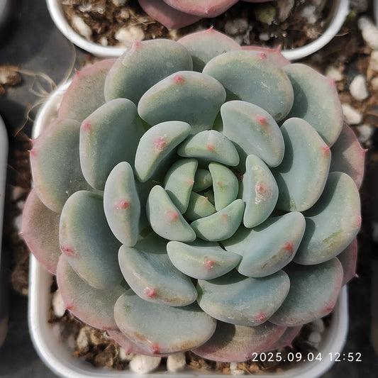 MMY1220 スノーピーチ（5.5cm pot）