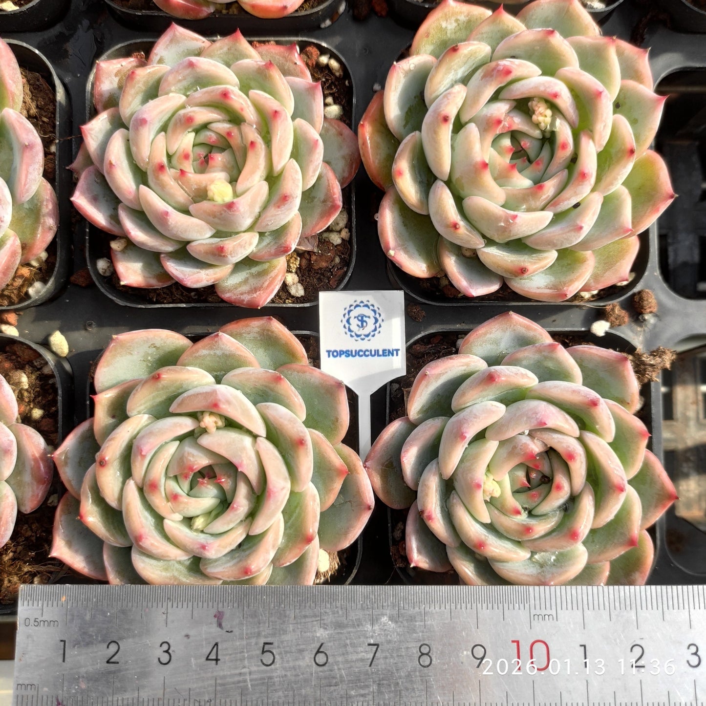 80560 キャンティクル