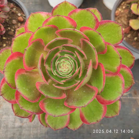 YF412 バンクェット （15cm pot）